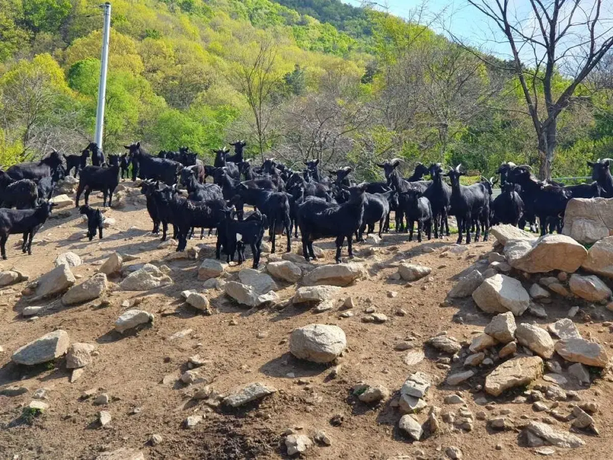 흑염소 진액